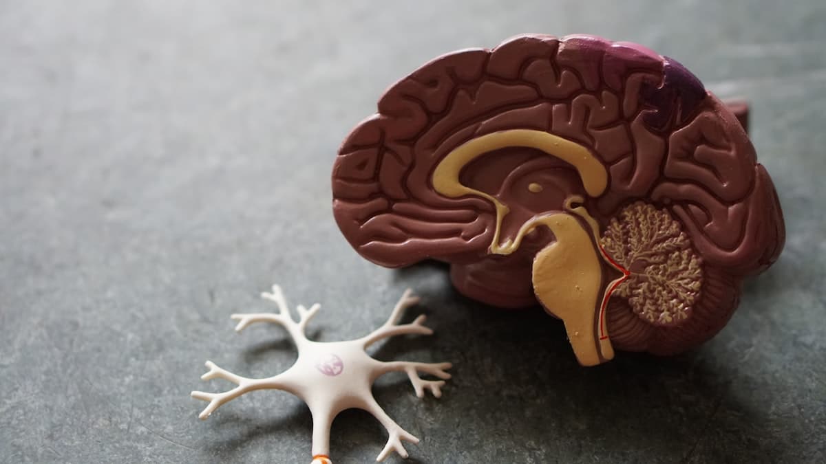 The science of what happens in your brain during a breakup